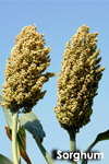 Sorghum