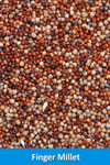 Finger millet
